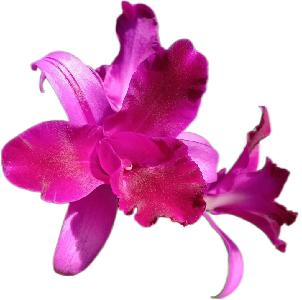Orquídea Cattleya Bactia – Adulta e Apta à Floração, Flor em Cacho e Perfumada