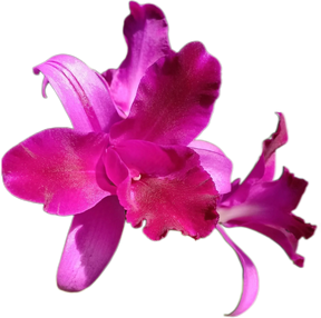 Orquídea Cattleya Bactia – Adulta e Apta à Floração, Flor em Cacho e Perfumada