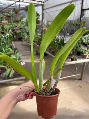 Orquídea Cattleya Turandot × Orange Show × Chunyeh (98) – Adulta e Apta à Floração, Flor de Tons Quentes e Impacto Visual