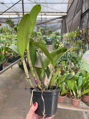 Orquídea Cattleya Schilleriana x Cruzeiro do Sul (246) – Adulta e Apta à Floração