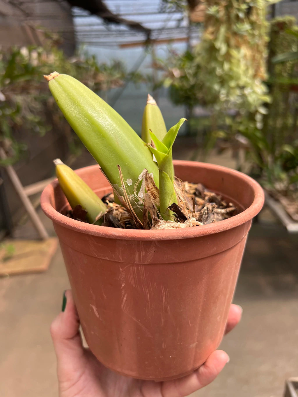 Orquídea Anguloa (Lycaste) Amarela – Adulta e Apta à Floração, Flor em Formato de Tulipa | Em Brotação 10/2025