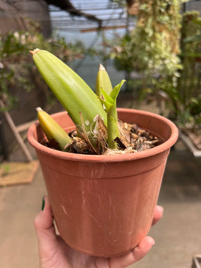 Orquídea Anguloa (Lycaste) Amarela – Adulta e Apta à Floração, Flor em Formato de Tulipa | Em Brotação 10/2025