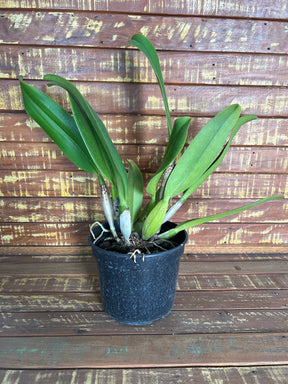 Orquídea Pot Exotic Dream x Lc Horace Máxima (266) – Adulta e Apta à Floração