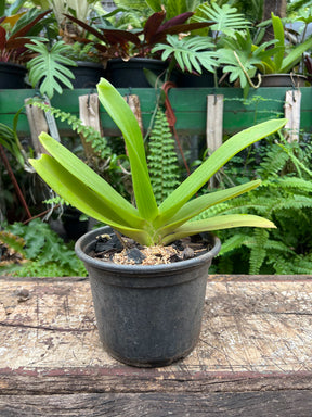 Orquídea Rhynchostylis gigantea alba – Adulta, Importada da Ásia, Flor Branca Perfumada em Cachos
