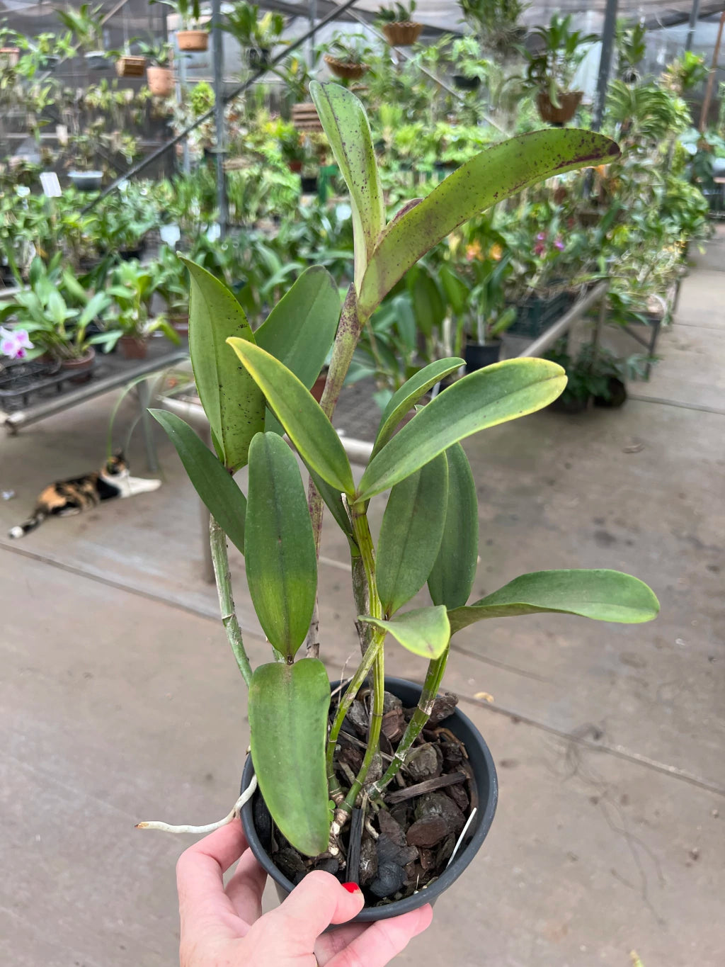 Orquídea Cattleya Penny Kuroda x Loddigesii x Nobiles Variable (210) – Adulta, com Espata e Apta à Floração