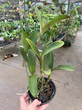 Orquídea Cattleya Penny Kuroda x Loddigesii x Nobiles Variable (210) – Adulta, com Espata e Apta à Floração