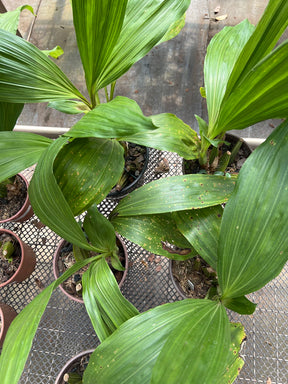 Orquídea Lycaste (Anguloa) Verde – Vaso 20, Adulta e Apta à Floração, Flor em Formato de Tulipa