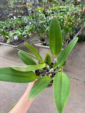 Orquídea Lc. Mildred Rives × Lc. Drumbeat × C. Virgínia Ruiz × Bc. Pastoral – Adulta e Apta à Floração (416), Flor Grande e Perfumada
