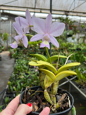 Orquídea Cattleya Nobilior Amaliae Adulta – Em Floração 01.10.25