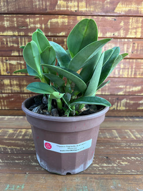 Orquídea Guarianthe bowringiana albescens – Flor Clara e Delicada, Adulta e Apta à Floração