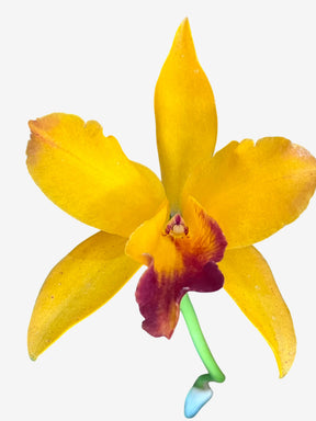 Orquídea Lc. Tropical Trick – Adulta e Apta à Floração