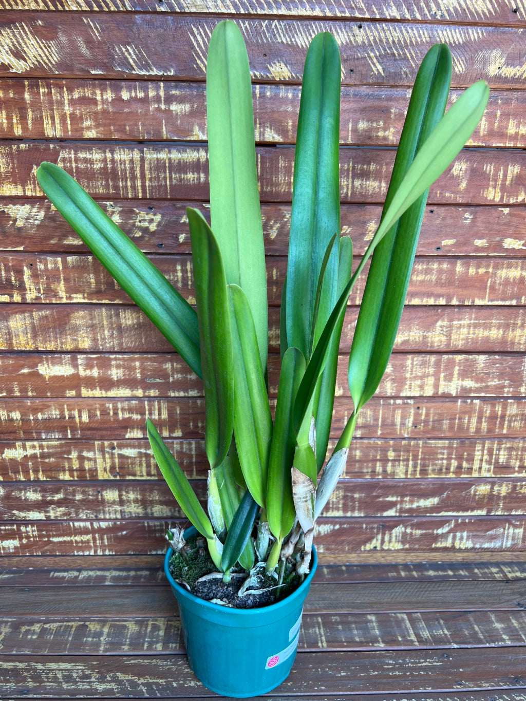 Orquídea Laelia purpurata Roxo Bispo Violeta – Adulta e Apta à Floração