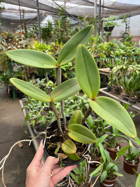 Orquídea Cattleya Amethistoglossa Adulta e apta a floração