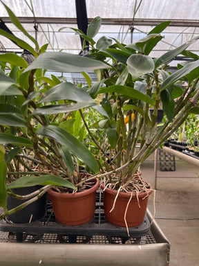 Orquídea Dendrobium Thyrsiflorum x Farmeri - Porte EG, Adulta e Aptas à Floração - Porte Grande (1055)