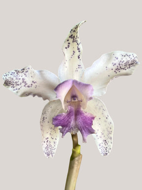 Flor Orquídea Cattleya Interglossa Coeruela – Adulta | Beleza rara com toque azulado