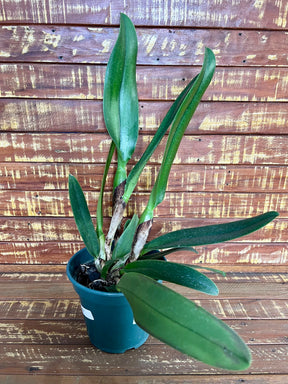 Orquídea Blc Amazing Thailand - Adulta Flor Exuberante