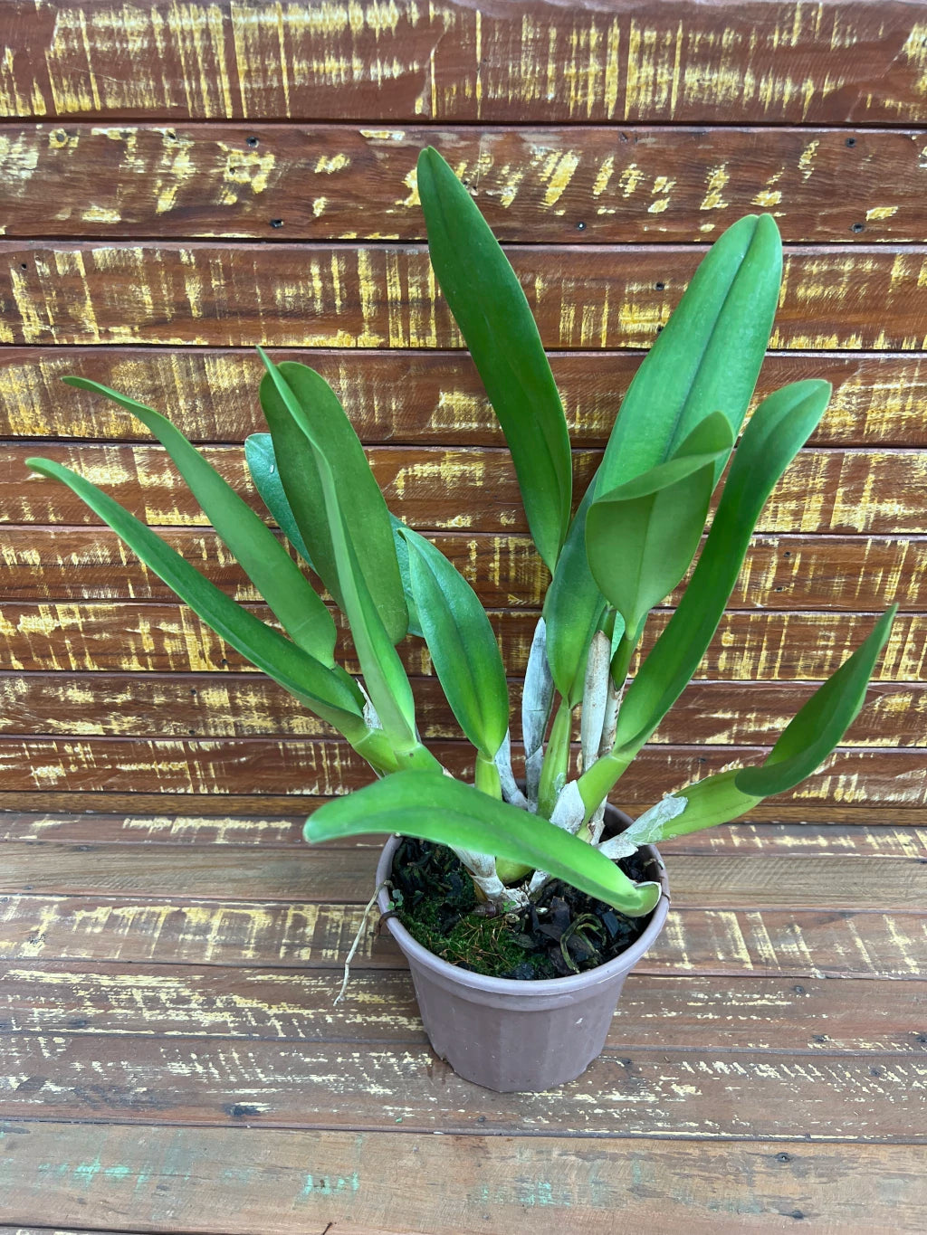 Flor Orquídea Pastoral Aniel Carnier – Encante-se com uma das Cattleyas mais elegantes do mundo orquidófilo!