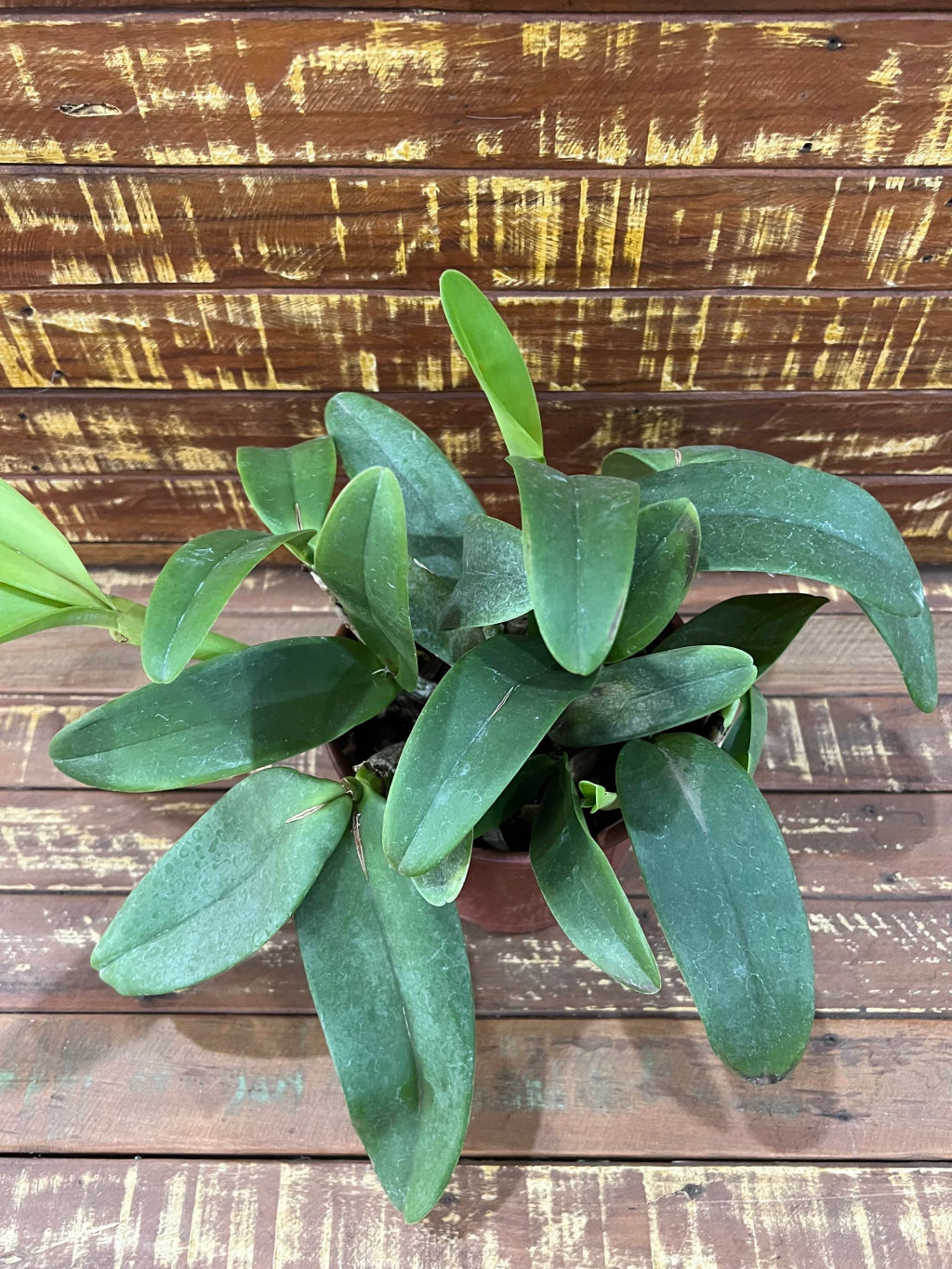 Orquídea Cattleya whitei coerulea – Adulta e Apta à Floração, Flor Azul-Lavanda Elegante