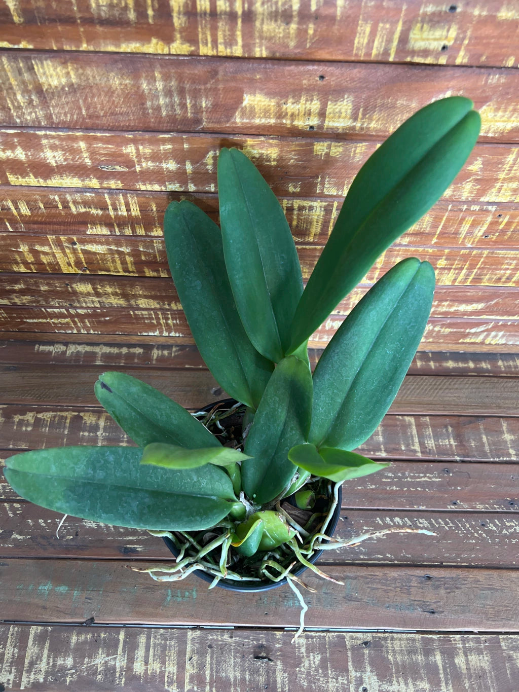 Orquídea Blc Eloise Elena – Adulta e Apta à Floração, Plantada no Vaso