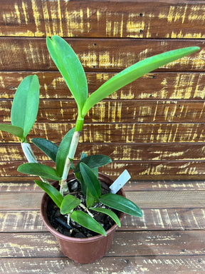 Orquídea Cattleya Bactia – Adulta e Apta à Floração, Flor em Cacho e Perfumada