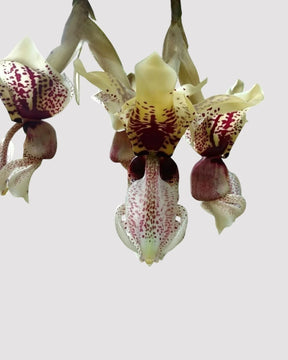 Orquídea Stanhopea Tigrina Nigroviolacea Adulta | Flor Exótica e de Fácil Cultivo!