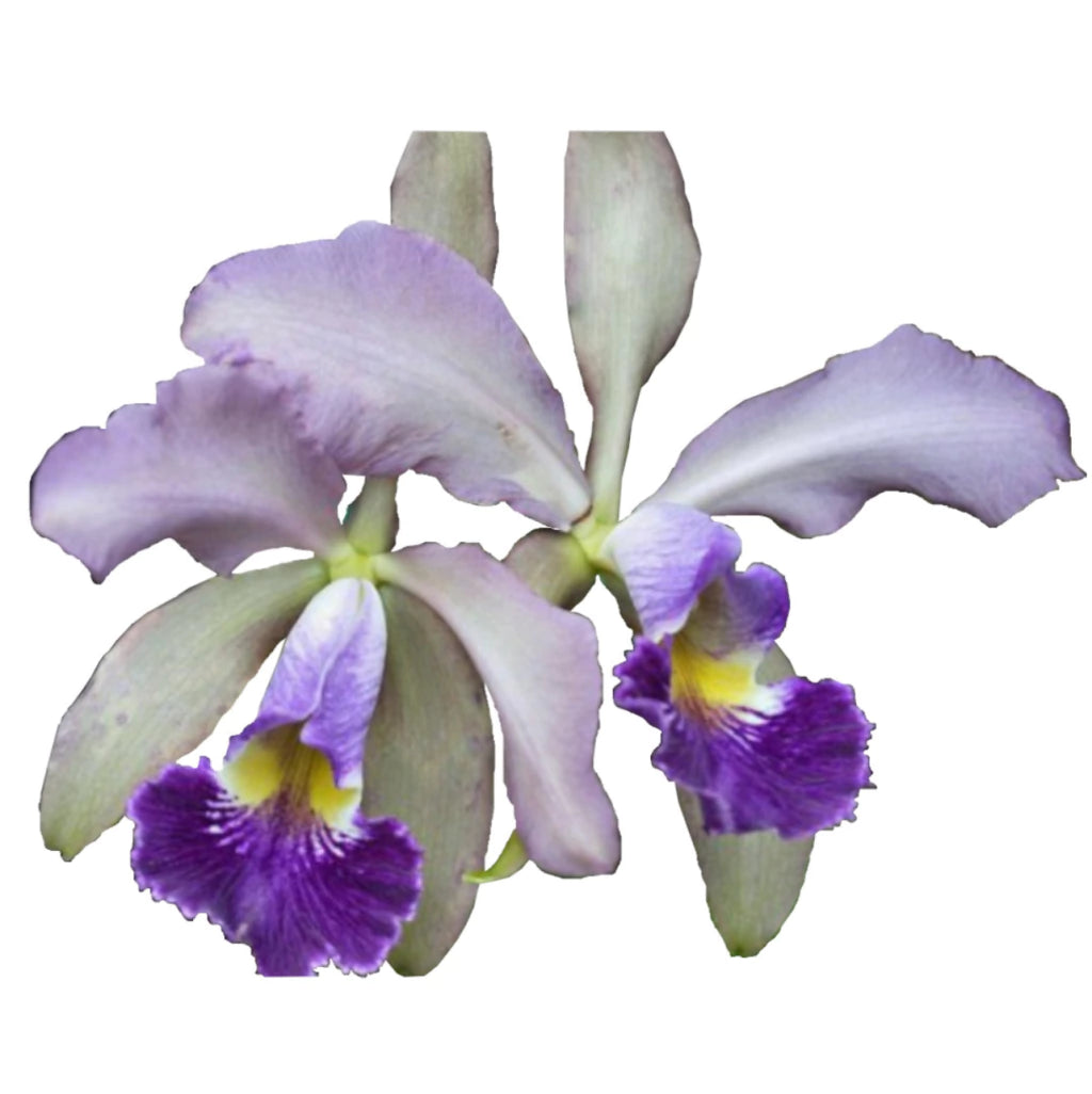 Orquídea Cattleya whitei coerulea – Adulta e Apta à Floração, Flor Azul-Lavanda Elegante