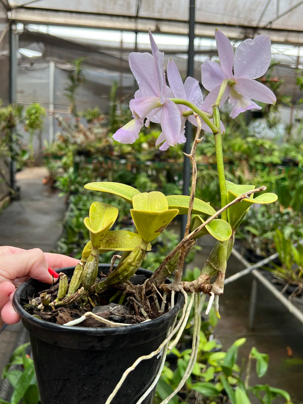 Orquídea Cattleya Nobilior Amaliae Adulta – Em Floração 01.10.25