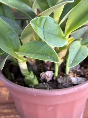 Orquídea Guarianthe bowringiana albescens – Flor Clara e Delicada, Adulta e Apta à Floração