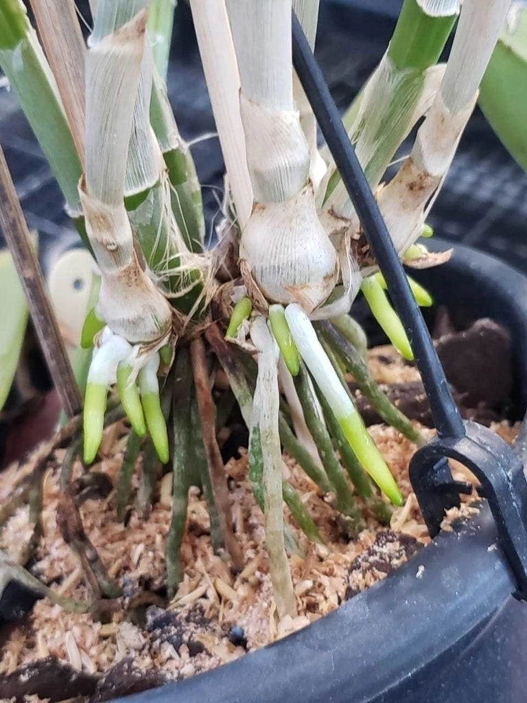 Adubo Fortirriza (500g) + 200g Grátis – Nutrição poderosa para raízes fortes e floração exuberante!