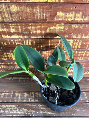 Orquídea Cattleya Schilleriana x Cruzeiro do Sul (246) – Adulta e Apta à Floração