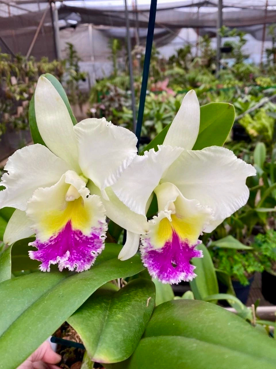 Flor Orquídea Pastoral Aniel Carnier – Encante-se com uma das Cattleyas mais elegantes do mundo orquidófilo!