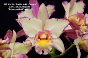Orquídea Blc. Toshie Aoki Carmela x Erin Kobayashi Lahaina Gold – Adulto e Apta à Floração | Ms41