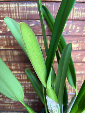 Orquídea Laelia purpurata Roxo Bispo Violeta – Adulta e Apta à Floração