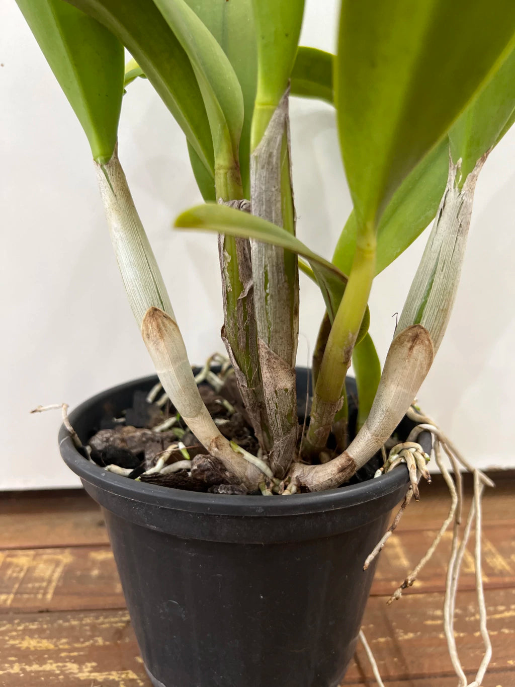 Orquídea Lc. Chocotone Ouro x Pote. Suspira Glow Crimson Magic – Floração Exuberante