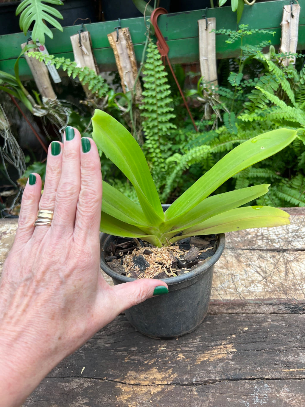 Orquídea Rhynchostylis gigantea alba – Adulta, Importada da Ásia, Flor Branca Perfumada em Cachos