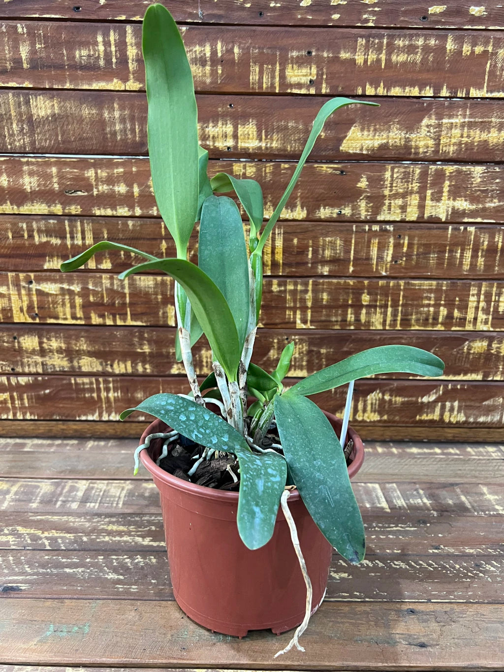 Orquídea Blc. (Blue Boy × Noile’s Blue Sky) – Adulta e Apta à Floração, Flor Azul-Lavanda (coerulea) Elegante