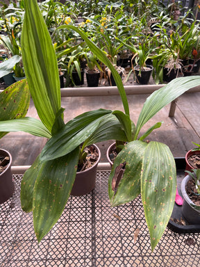 Orquídea Lycaste (Anguloa) Verde – Vaso 20, Adulta e Apta à Floração, Flor em Formato de Tulipa