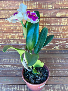 Orquídea Pot. Queen of Carnival – Flor Vibrante, Adulta e Apta à Floração