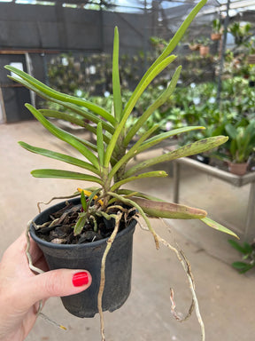 Orquídea Renanthera imschootiana × monachica – Importada, Adulta e Apta à Floração, Flor em Cachos Laranja-Vermelha