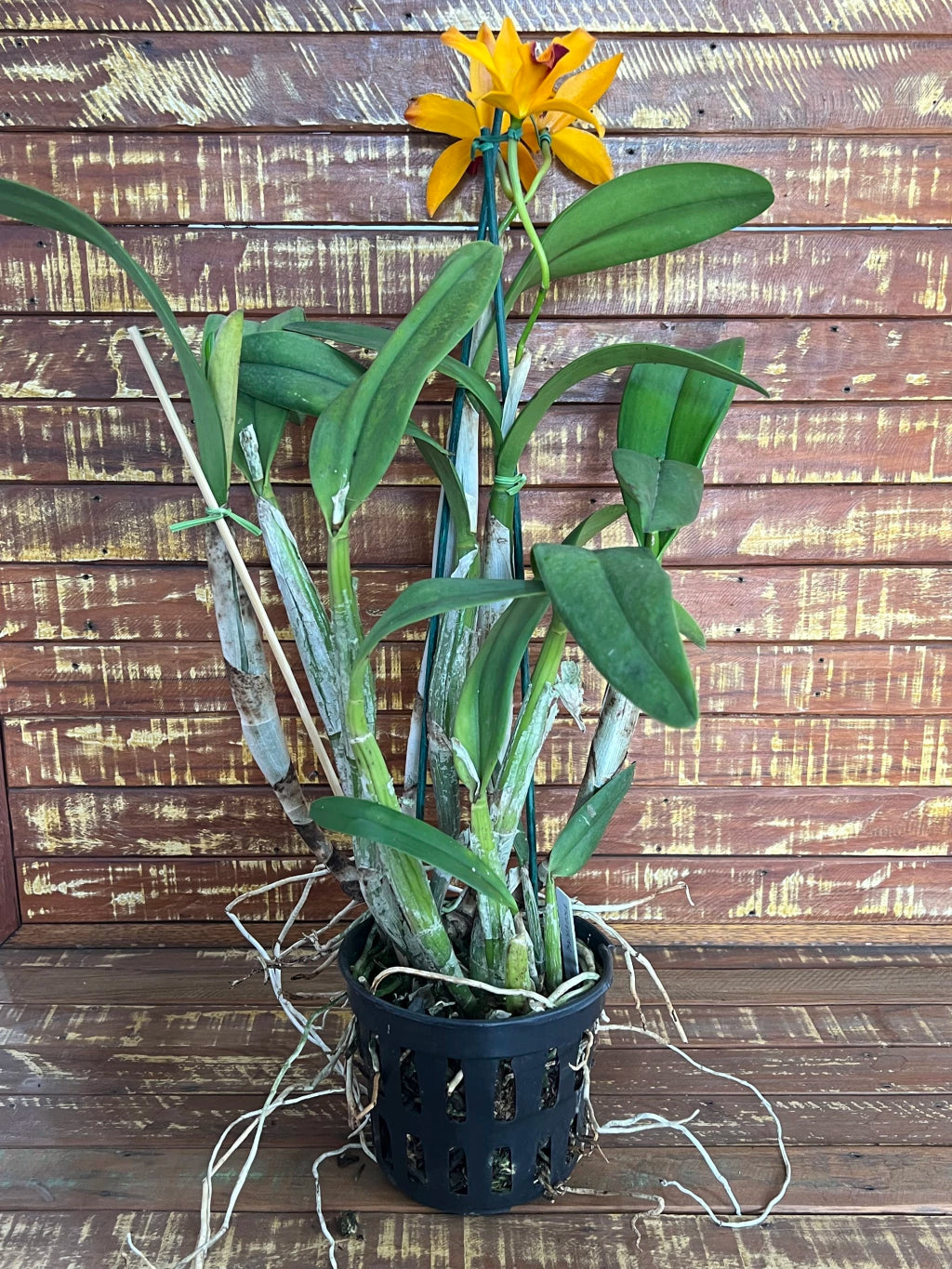Orquídea Lc. Tropical Trick – Adulta e Apta à Floração