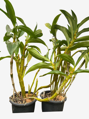 Orquídea Dendrobium Thyrsiflorum x Farmeri - Porte EG, Adulta e Aptas à Floração - Porte Grande (1055)