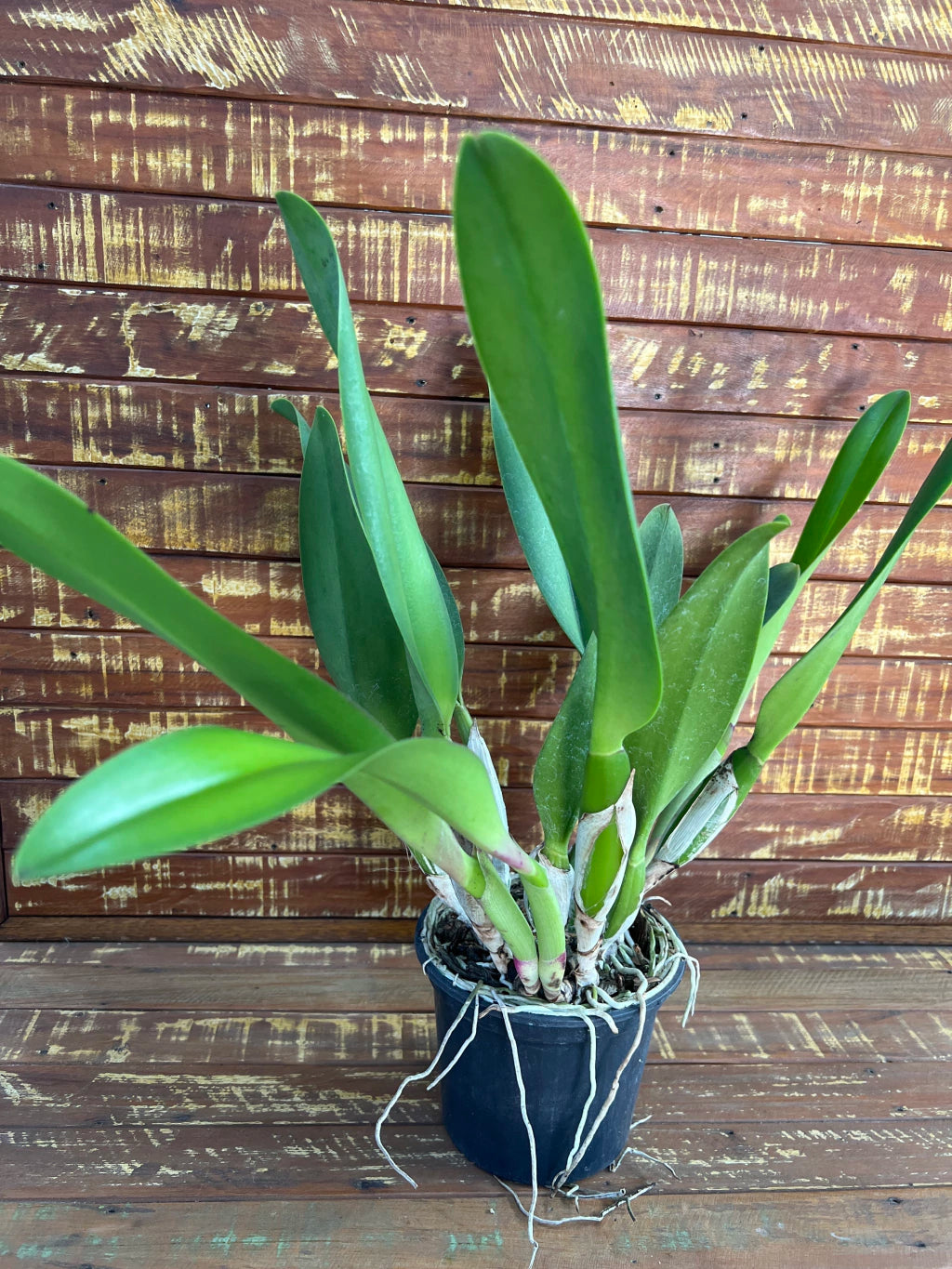 Flor Orquídea Blc Pastoral Inocence Adulta no Vaso 17 – Apta à Floração