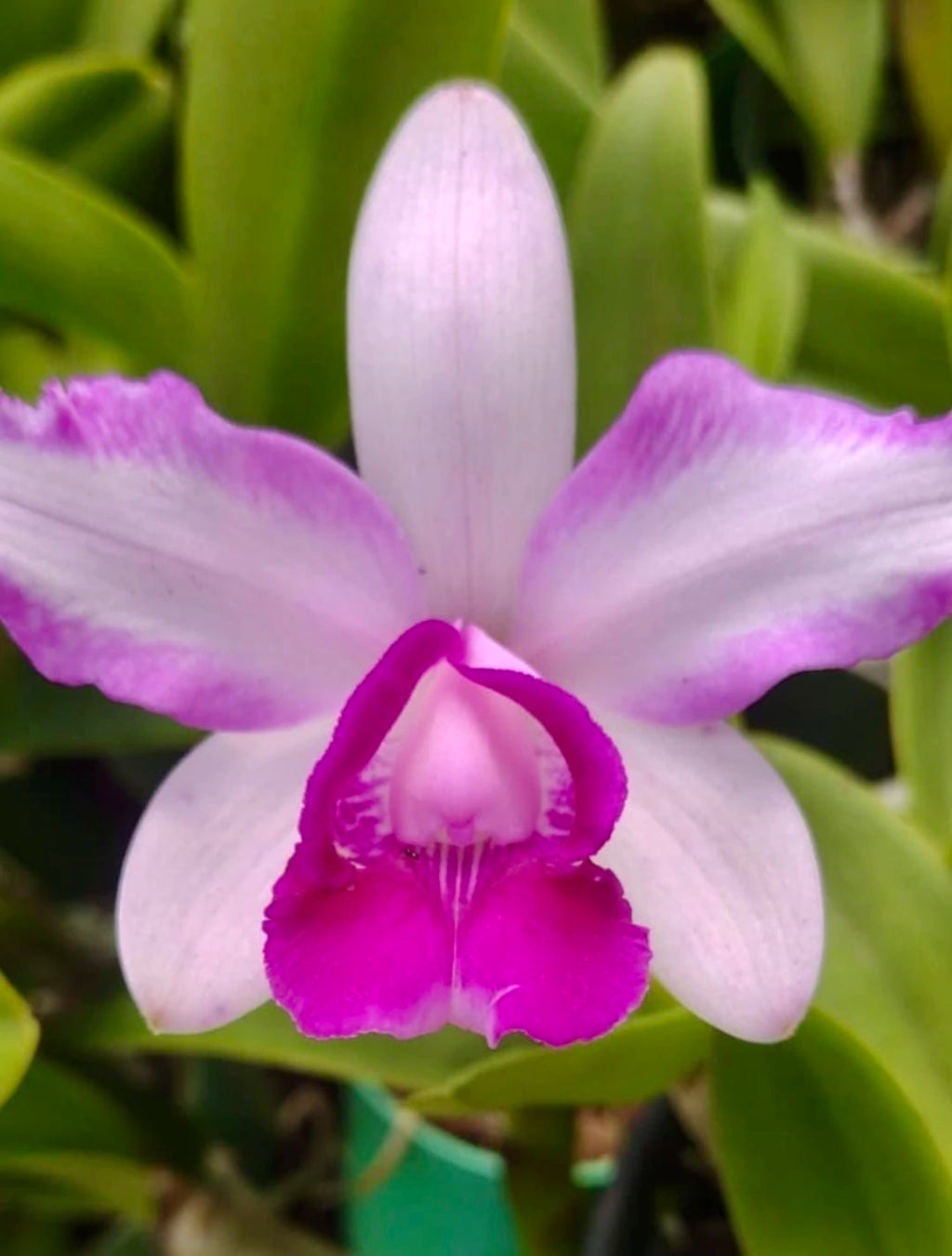 Flor Orquídea Cattleya Intermedia Flamea – Botões de flores 21.08.25