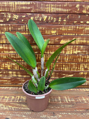 Blc. Turandot "Guaxupé" - adulta | Envio Plantada no Vaso