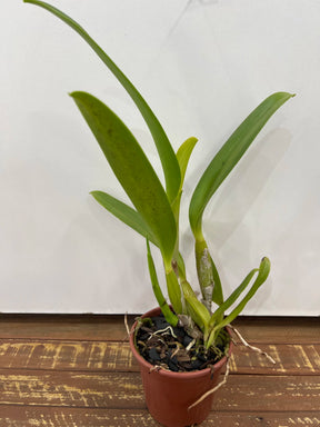 Orquídea Cattleya Turandot × Orange Show × Chunyeh (98) – Adulta e Apta à Floração, Flor de Tons Quentes e Impacto Visual