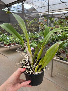 Orquídea Pot Exotic Dream x Lc Horace Máxima (266) – Adulta e Apta à Floração