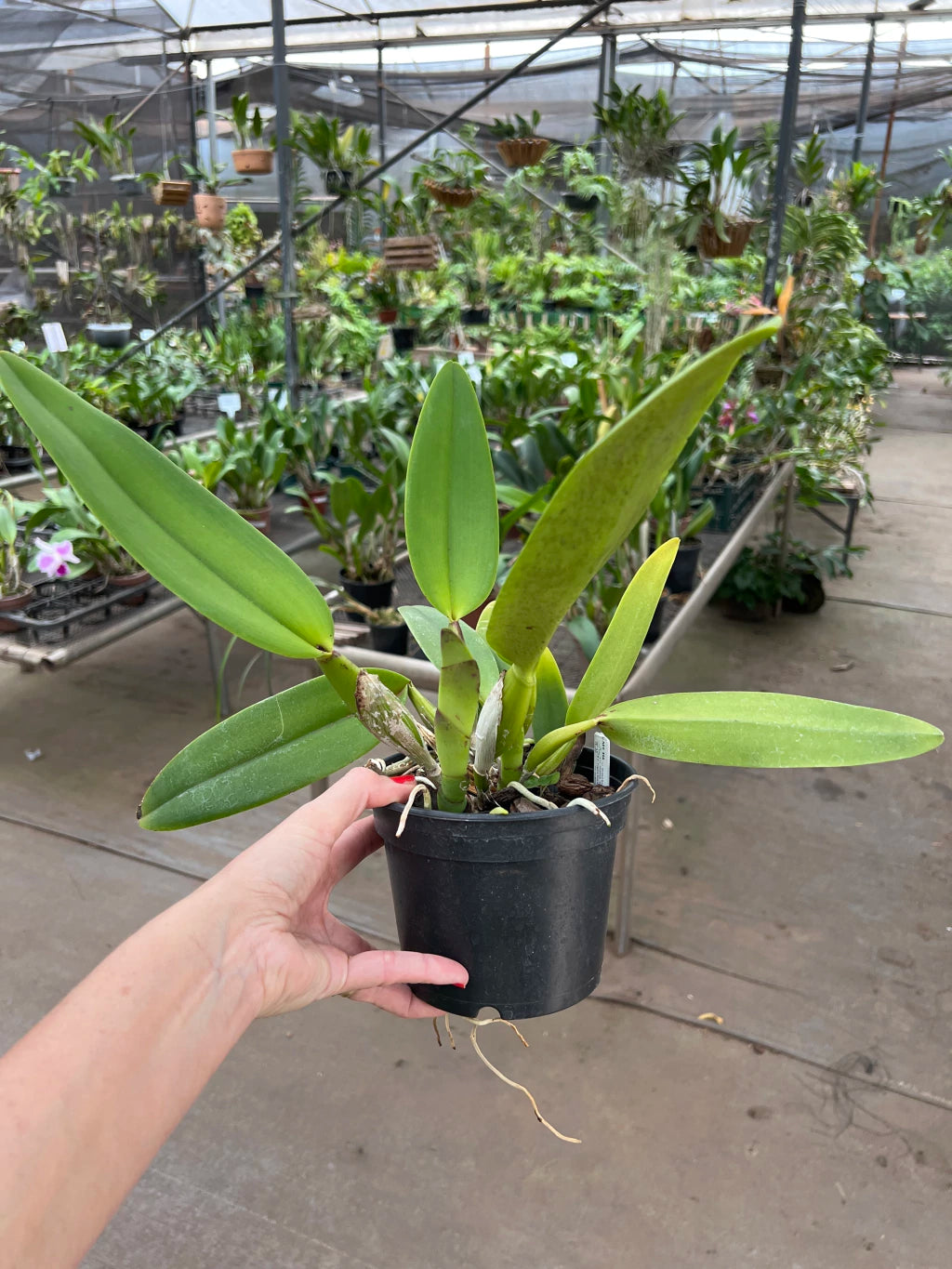 Orquídea Lc. Mildred Rives × Lc. Drumbeat × C. Virgínia Ruiz × Bc. Pastoral – Adulta e Apta à Floração (416), Flor Grande e Perfumada