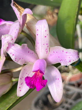 Orquídea Cattleya Amethistoglossa Adulta e apta a floração