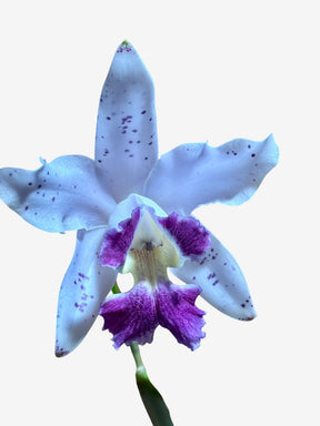 Flor Orquídea Cattleya Interglossa Coeruela – Adulta | Beleza rara com toque azulado