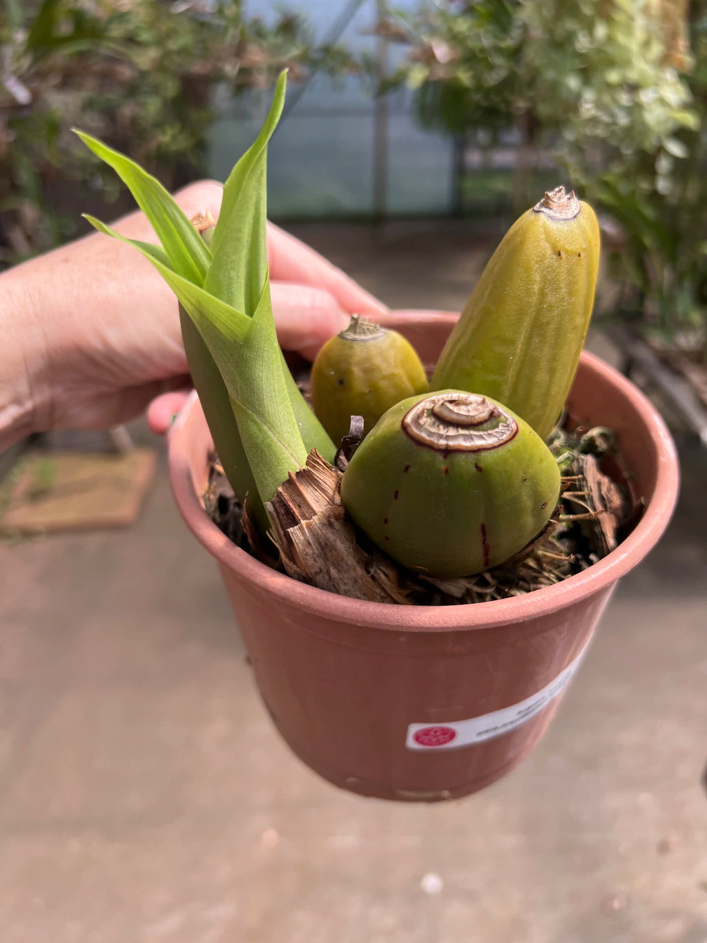 Orquídea Anguloa (Lycaste) Amarela – Adulta e Apta à Floração, Flor em Formato de Tulipa | Em Brotação 10/2025